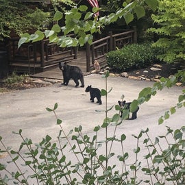 Lazy Bear Lodge's outdoors